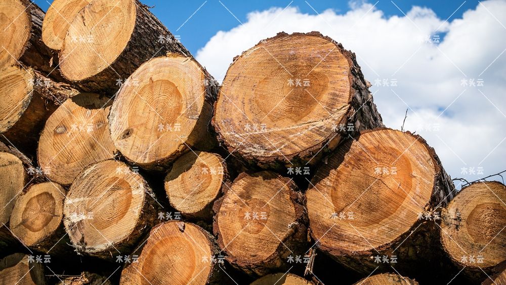 由于价格上涨，德国木材销售额显著增长